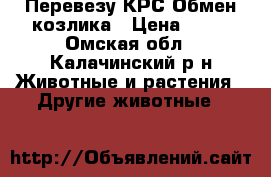 Перевезу КРС Обмен козлика › Цена ­ 15 - Омская обл., Калачинский р-н Животные и растения » Другие животные   
